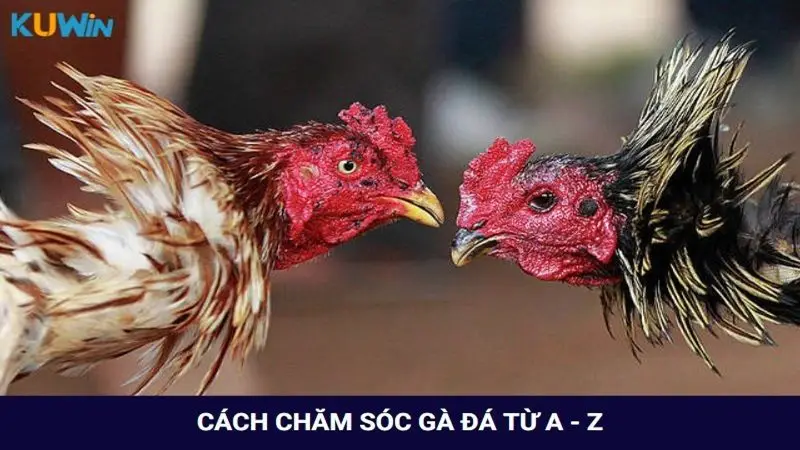 Cách chăm sóc gà đá cơ bản từ A - Z