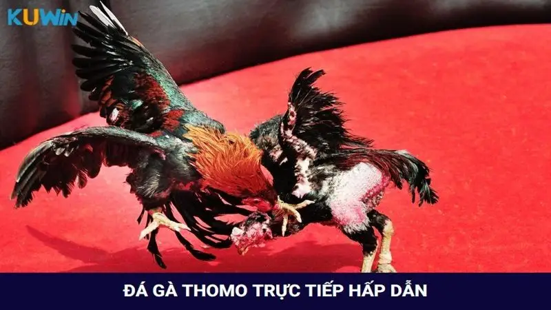 Cách chơi đá gà Thomo trực tiếp siêu kịch tính