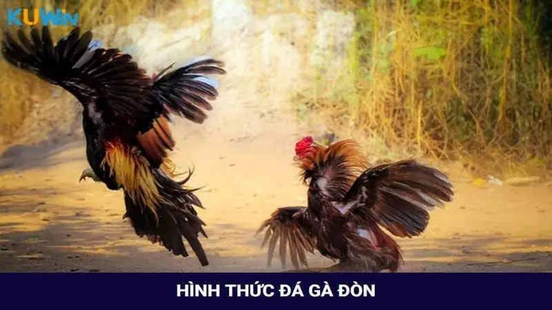 Khám phá hình thức đá gà đòn truyền thống từ A - Z