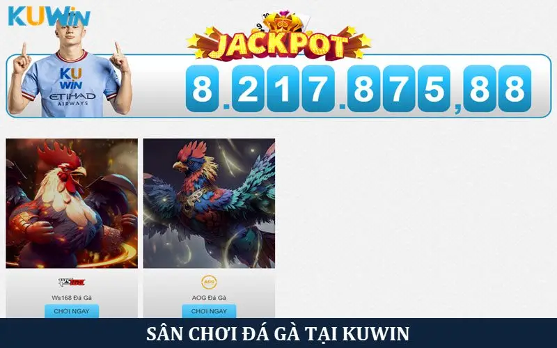 Mãn nhãn với các trận đấu Đá gà đỉnh cao tại Kuwin