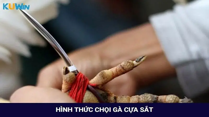 Cập nhật các hình thức chọi gà cựa sắt ăn khách nhất