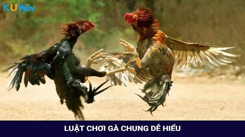 Khám phá luật chơi gà chung dễ hiểu