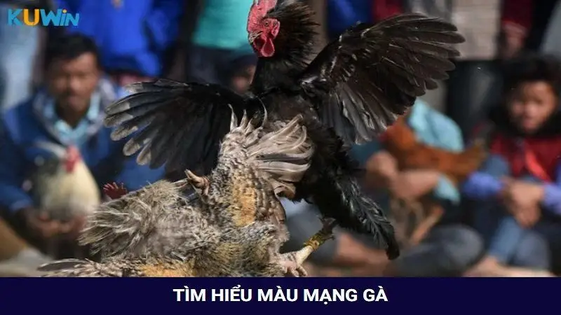 Tìm hiểu về màu mạng gà mới nhất