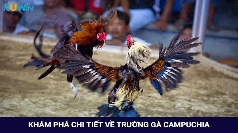 Bật mí mọi thông tin về trường gà Campuchia